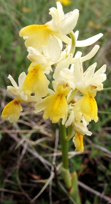 Orchis pauciflora